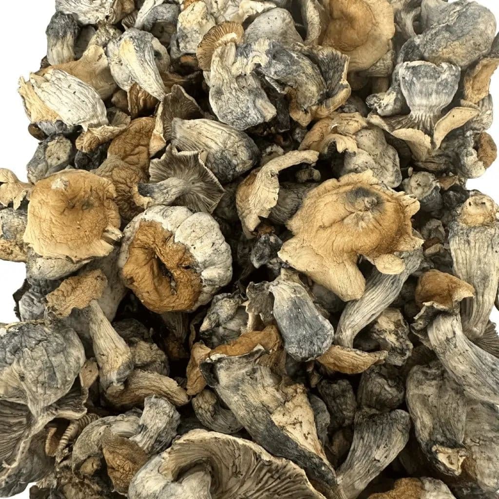 Pumpkin HillBilly mushroom