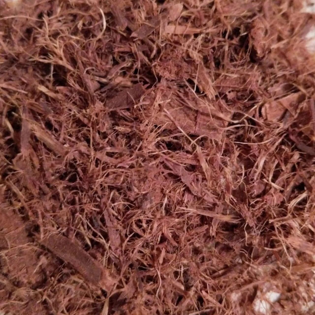Mimosa roots Stripped